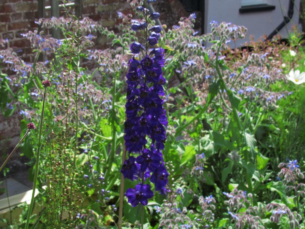The Old Vicarage Hotel & Restaurant Bridgwater Bagian luar foto Delphinium 'Blue King'